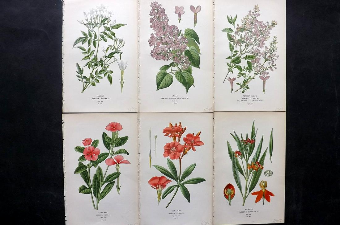 Step, Edward 1897 Lot of 6 Botanical Prints: Chromolithographs Published 1896-97 by Frederick Warne & Co., London for "Favourite Flowers of Garden and Greenhouse" by Edward Step and William Watson. Paper Size: 9.5 x 6 inch (24 x 15cm) Good Condi