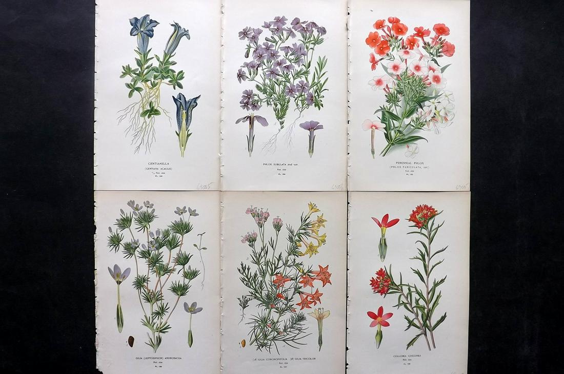 Step, Edward 1897 Lot of 6 Botanical Prints: Chromolithographs Published 1896-97 by Frederick Warne & Co., London for "Favourite Flowers of Garden and Greenhouse" by Edward Step and William Watson. Paper Size: 9.5 x 6 inch (24 x 15cm) Good Condi