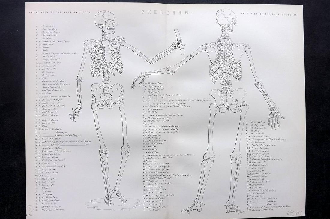 Nat. Encyclo. 1890's Anatomy Print. Skeleton (1 of 2)