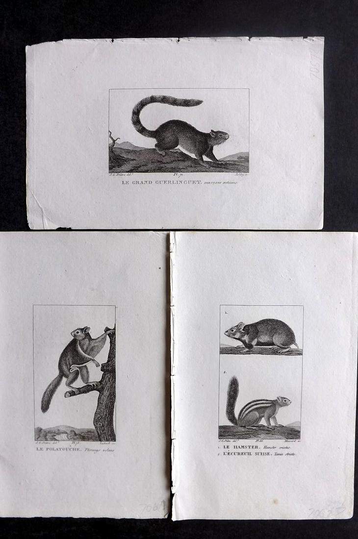 Buffon & Cuvier 1831 Lot of 3 Prints. Squirrels etc: Steel Engraving/Etchings Published 1831, Paris for "Oeuvres Completes de Buffon" by the Comte de Buffon and Baron Cuvier. Paper Size: 8 x 5 inch (20 x 13cm) Very minor margin toning in parts. Good Con