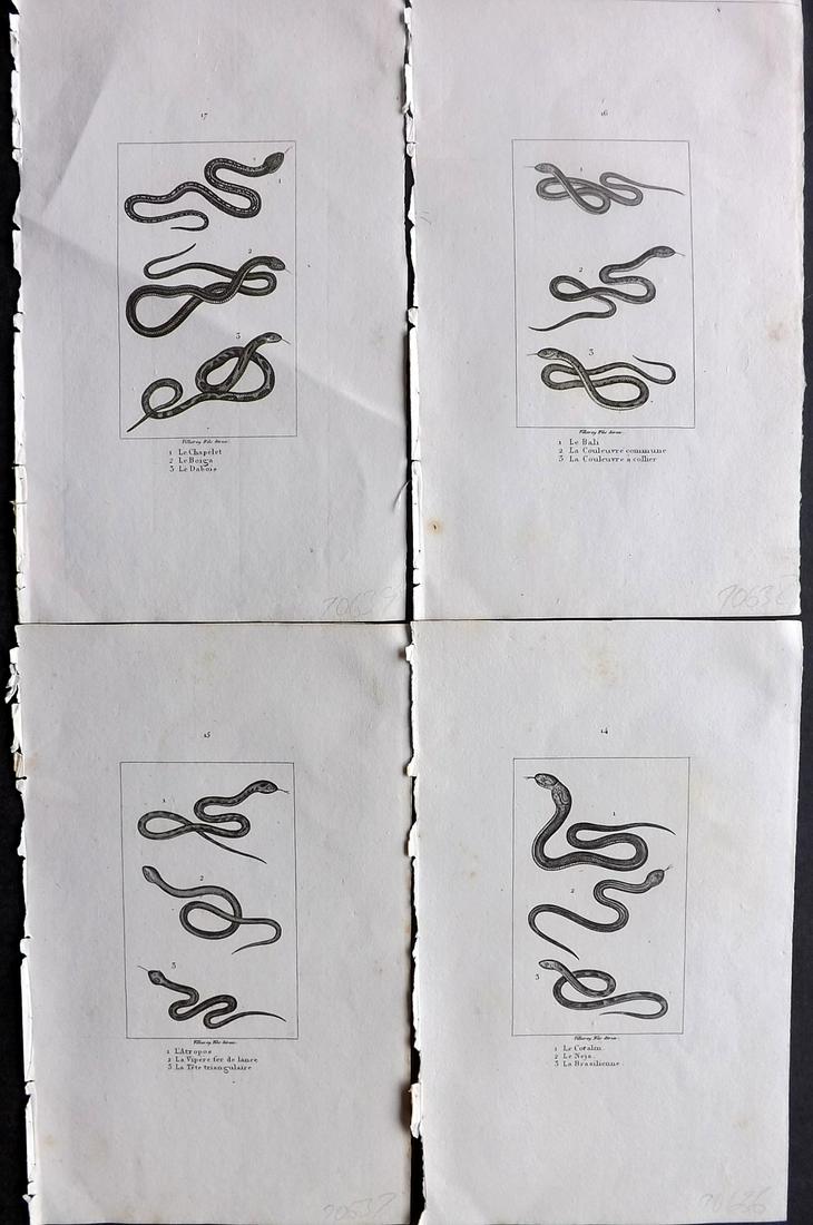Buffon & Cuvier 1831 Lot of 4 Prints. Snakes: Steel Engraving/Etchings Published 1831, Paris for "Oeuvres Completes de Buffon" by the Comte de Buffon and Baron Cuvier. Paper Size: 8 x 5 inch (20 x 13cm) Very minor margin toning in parts. Good Con