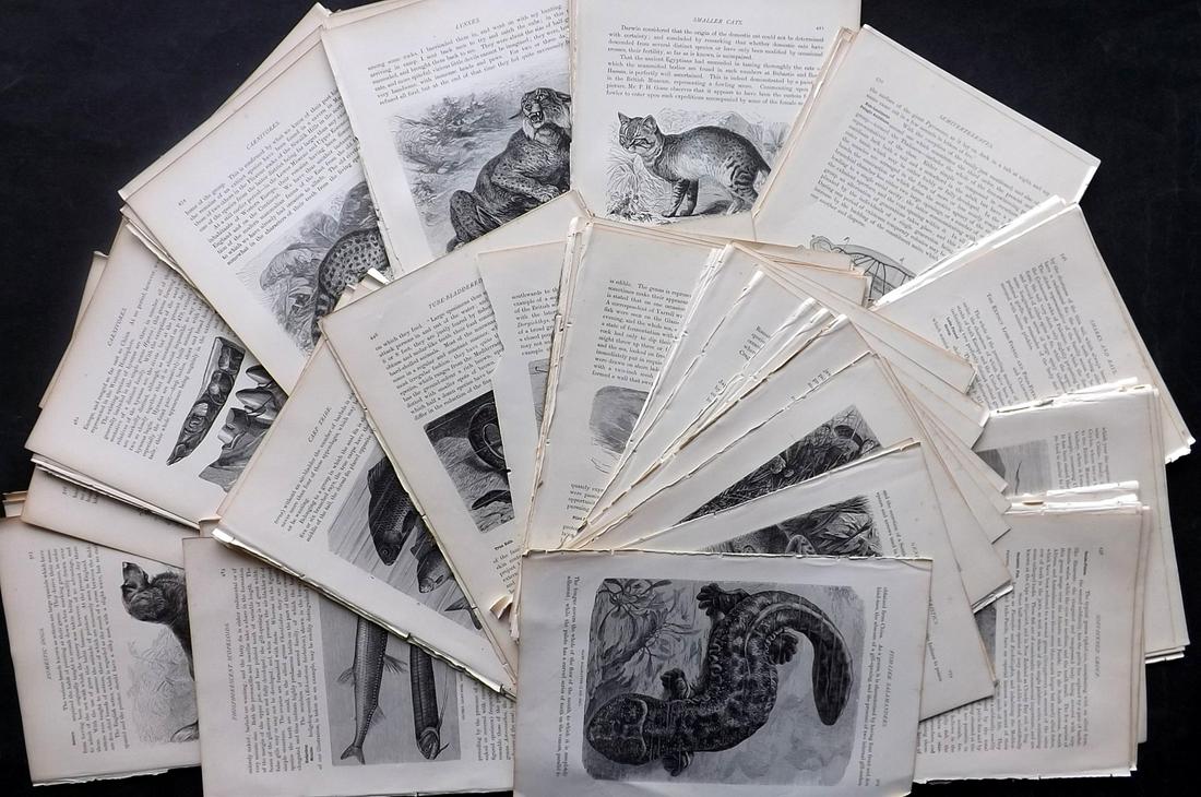Lydekker, Richard 1895 Lot of 150 Illus. Animal Sheets: 150 Illustrated Sheets, Containing Wood Engravings with related surrounding and verso text Published 1894-95, London for "The Royal Natural History" by Richard Lydekker. Illustrated by Smit, Keulemans