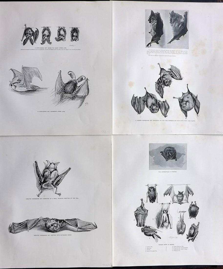 Millais, John 1904 Lot of 4 Rare Folio Bat Prints: Folio Offset Lithograph Published 1904, London for "The Mammals of Great Britain and Ireland" by John Guille Millais. Illustrated by Archibald Thorburn, George Lodge and the Author. Rare - Limited Edi
