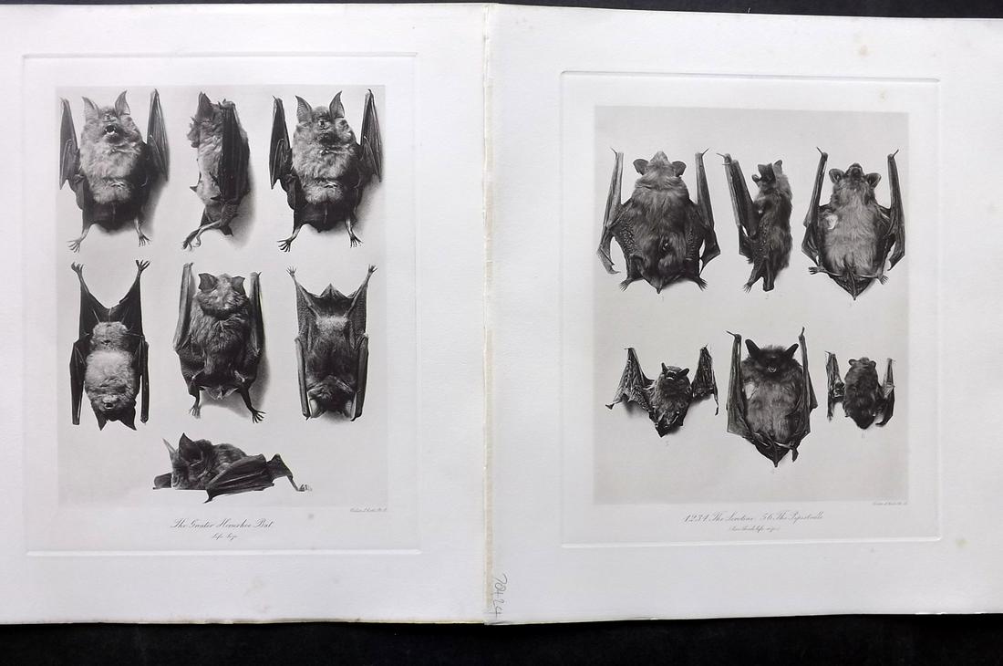 Millais, John 1904 Pair of Rare Folio Bat Prints: Folio Photogravure Published 1904, London for "The Mammals of Great Britain and Ireland" by John Guille Millais. Illustrated by Archibald Thorburn, George Lodge and the Author. Rare - Limited Edition