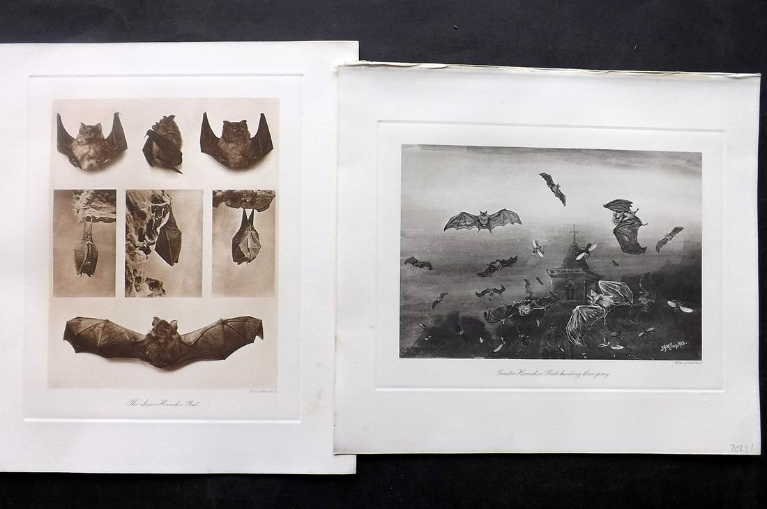 Millais, John 1904 Pair of Rare Folio Bat Prints: Folio Photogravure Published 1904, London for "The Mammals of Great Britain and Ireland" by John Guille Millais. Illustrated by Archibald Thorburn, George Lodge and the Author. Rare - Limited Edition