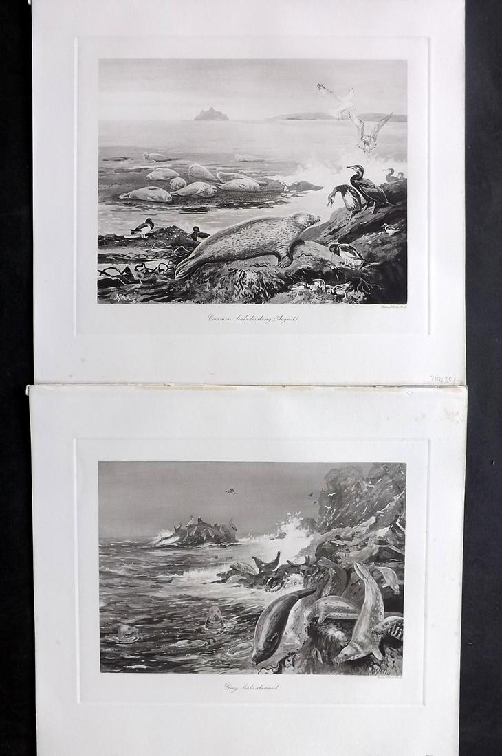 Millais, John 1904 Pair of Rare Folio Seal Prints: Folio Photogravure Published 1904, London for "The Mammals of Great Britain and Ireland" by John Guille Millais. Illustrated by Archibald Thorburn, George Lodge and the Author. Rare - Limited Edition