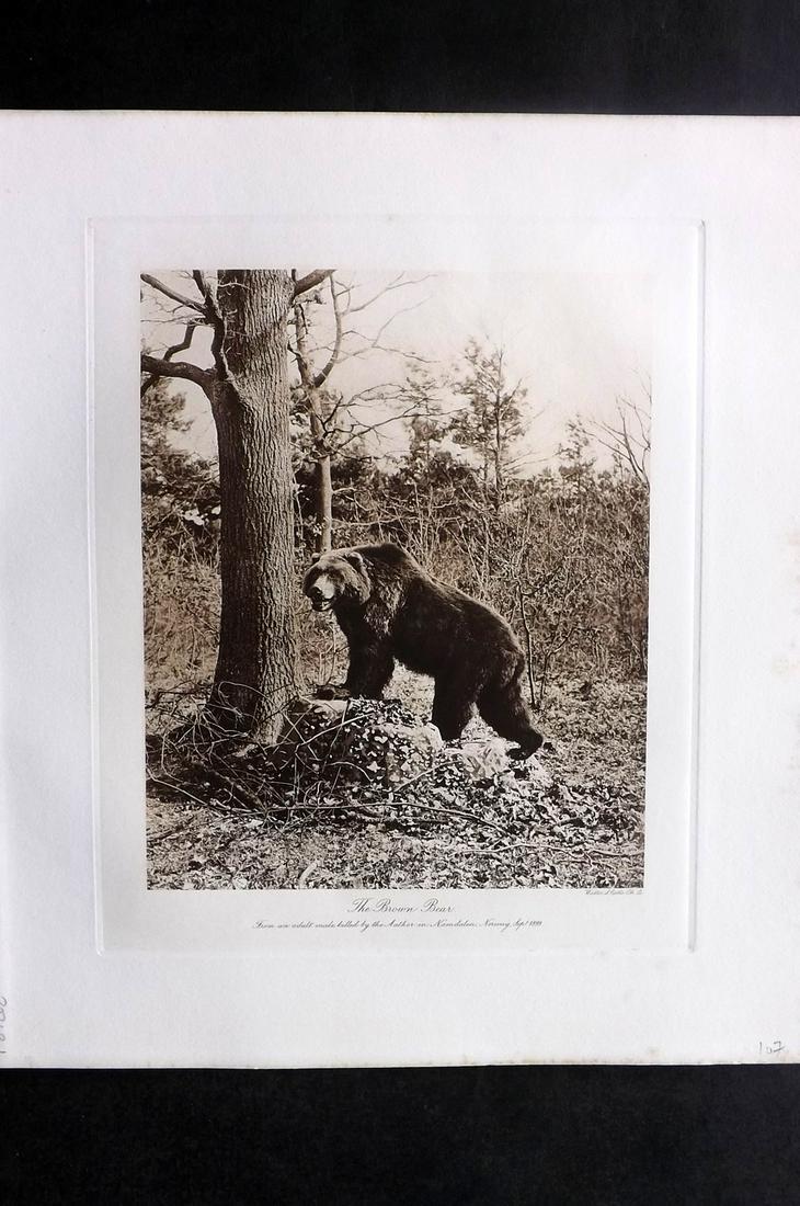 Millais, John 1904 Rare Folio Print. Brown Bear, Norway: Folio Photogravure Published 1904, London for "The Mammals of Great Britain and Ireland" by John Guille Millais. Illustrated by Archibald Thorburn, George Lodge and the Author. Rare - Limited Edition