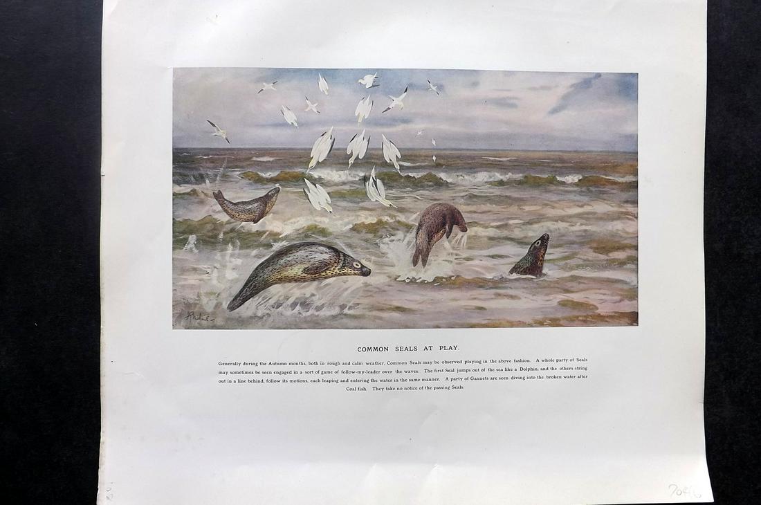 Millais, John 1904 Rare Print. Common Seals at Play (1 of 2)
