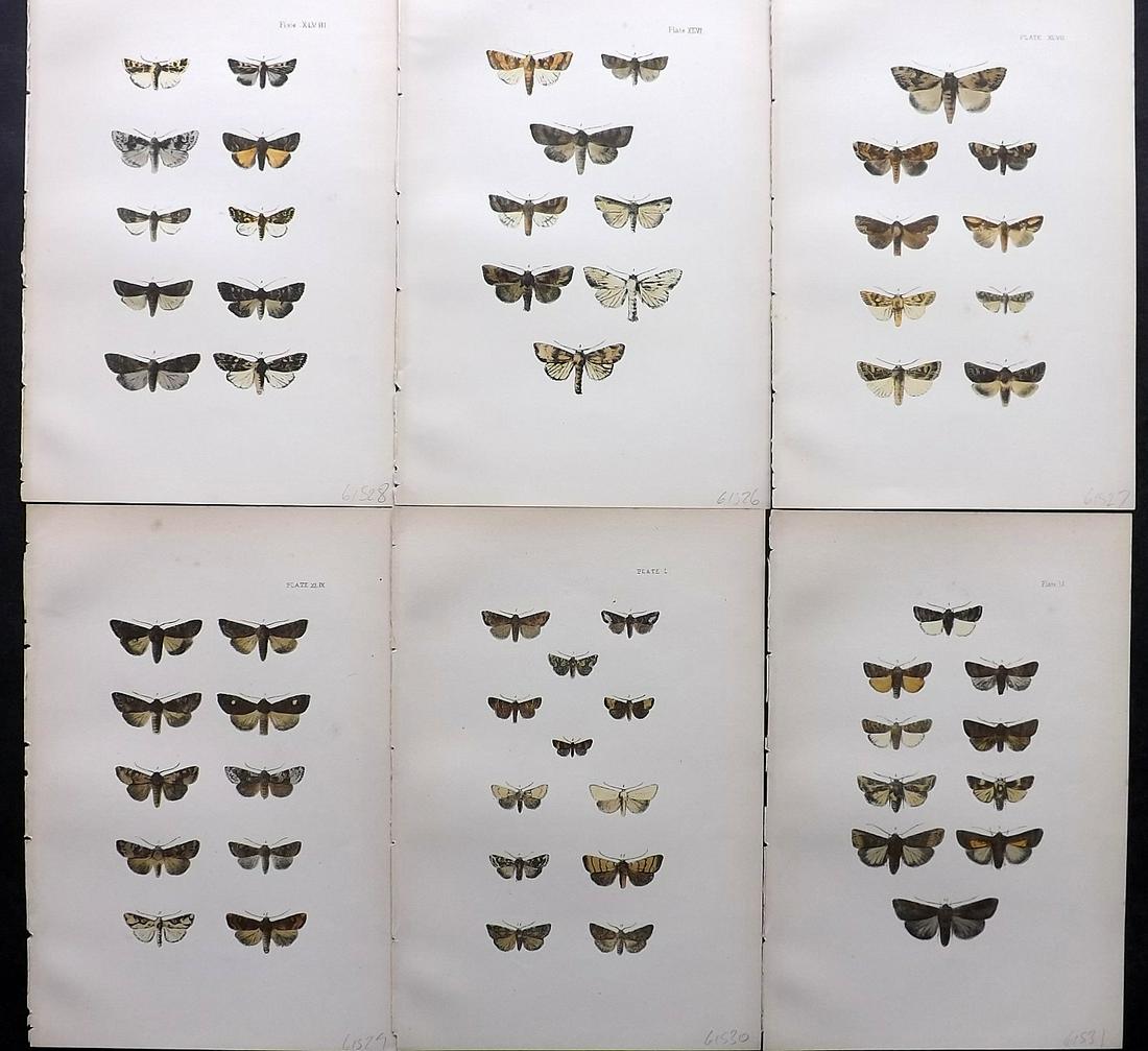 Morris, Francis 1903 Lot of 6 Antique Moth Prints: Lithographs, some with additional hand colour Published 1903, London for "A Natural History of British Moths" by the Rev. Francis Orpen Morris. Fine hand colour as issued. Paper Size: 10 x 7 inch (25 