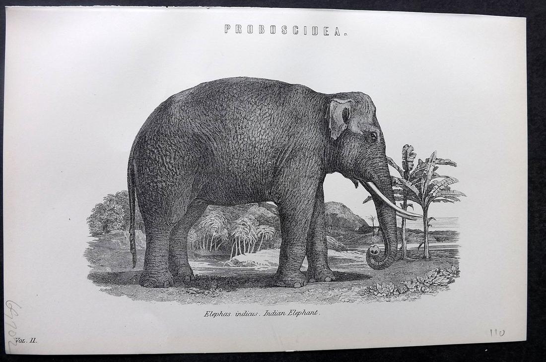Nat. Encyclo. 1890's Antique Print. Indian Elepahnt (1 of 2)