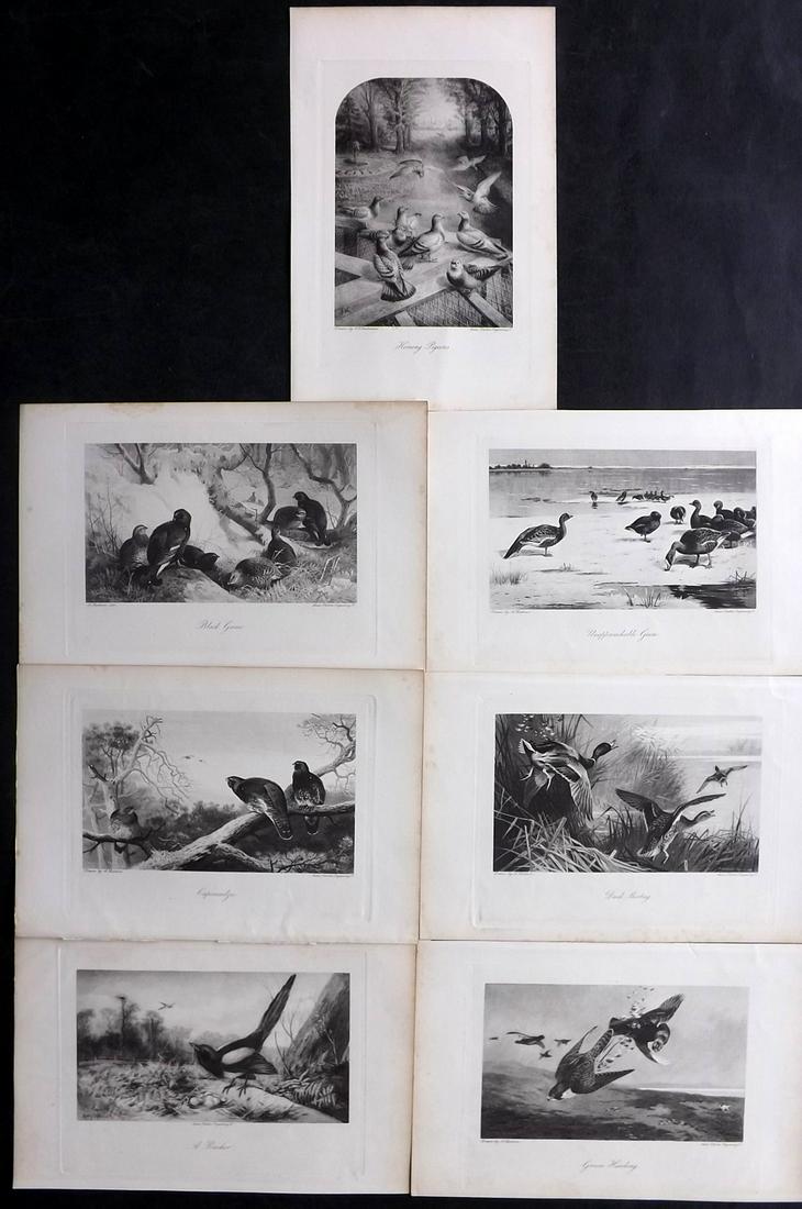 Aflalo, F. G. 1898 Lot of 7 Antique Bird Prints: Photogravures Published 1897-98, London for "The Encyclopaedia of Sport" by The Earl of Suffolk and Berkshire and F. G. Aflalo. Paper Size: 10.5 x 7 inch (27 x 18cm) Good Condition