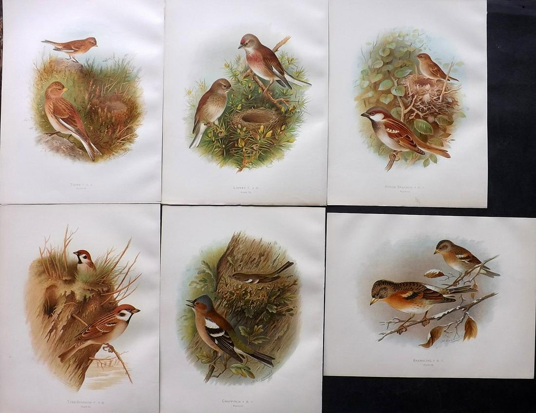 Butler, Arthur 1908 Lot of 6 Antique Bird Prints: Chromolithographs Published 1907-08, London for "Birds of Great Britain and Ireland..." by Arthur G. Butler. Illustrated by H. Gronvold & F. W. Frohawk. Paper Size: 11 x 8.5 inch (28 x 22cm) Good Cond