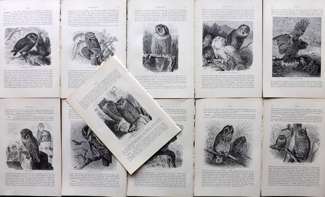 Lydekker, Richard 1895 Lot of 11 Sheets. Owls: 11 Illustrated Sheets, Containing Wood Engravings with related surrounding and verso text Published 1894-95, London for "The Royal Natural History" by Richard Lydekker. Illustrated by Smit, Keulemans,