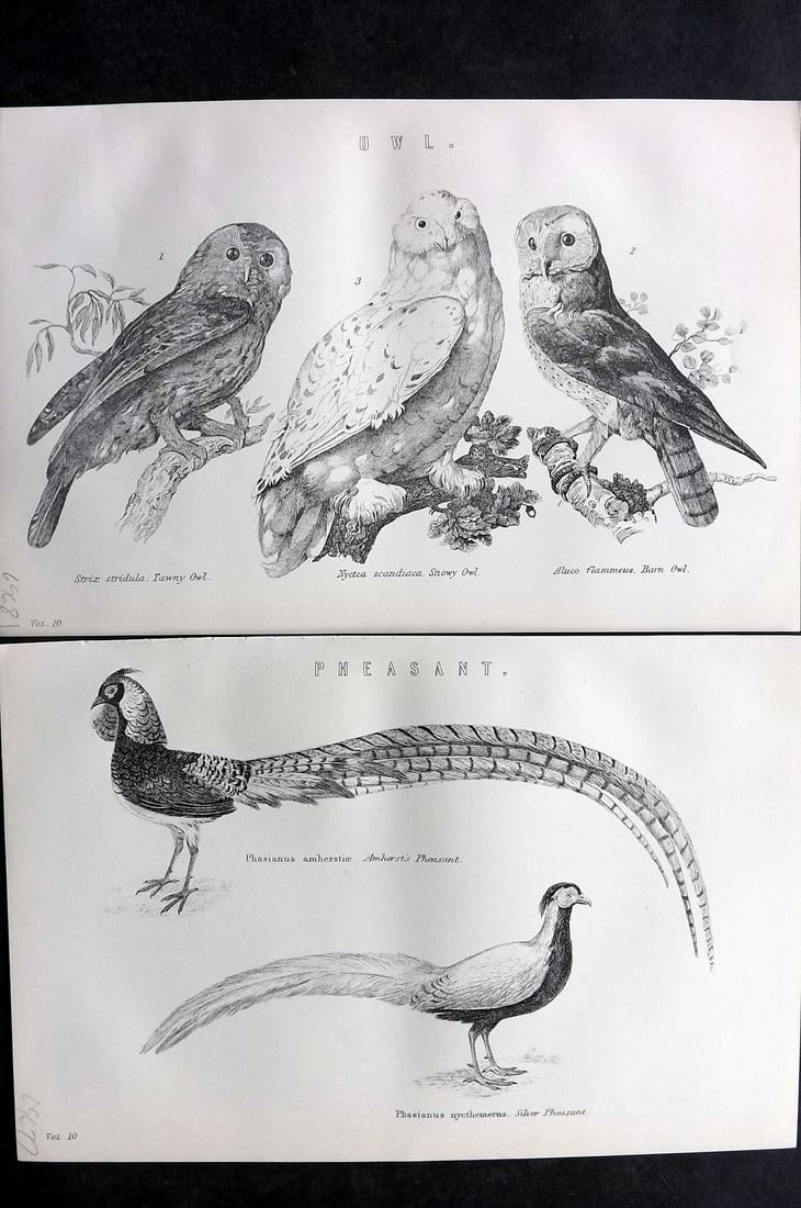 Nat. Ency. 1891 Pair of Bird Prints including Owls (1 of 2)