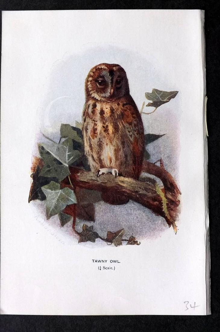 Swaysland, Walter 1901 Bird Print. Tawny Owl (1 of 2)