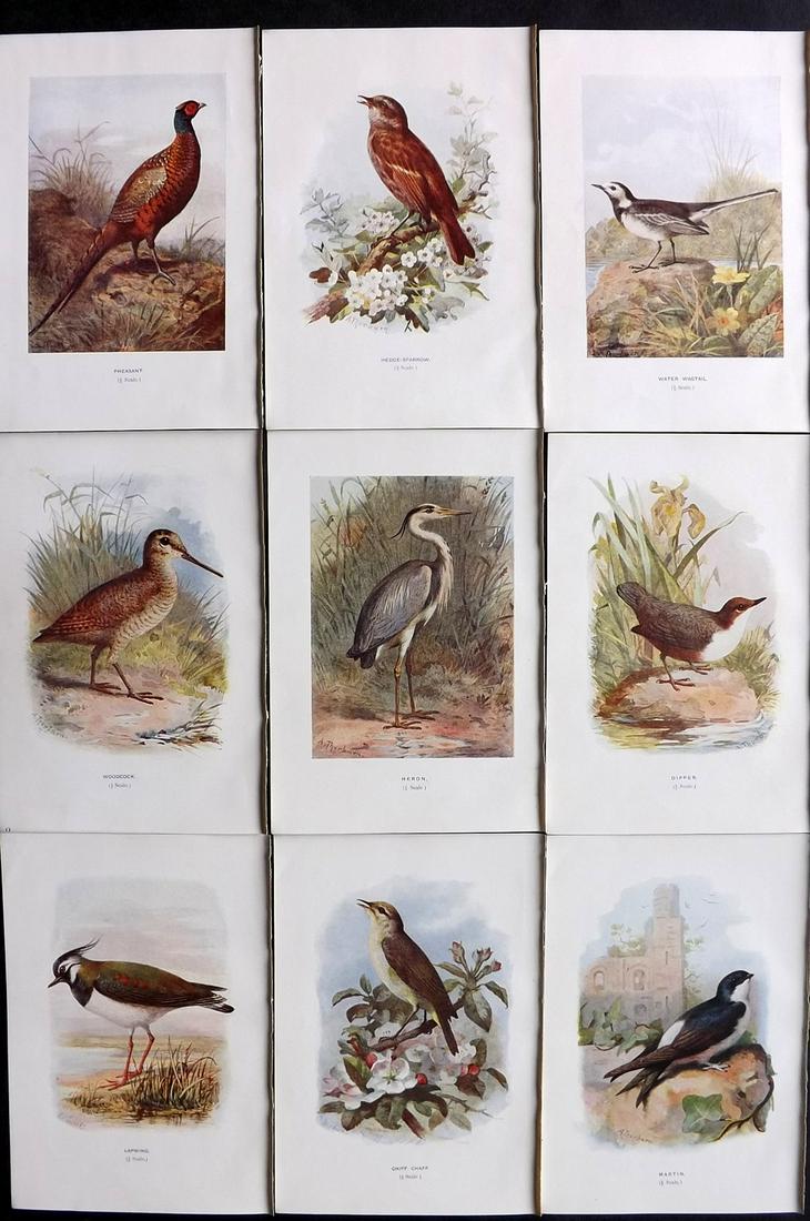 Swaysland, Walter 1901 Lot of 9 Bird Prints (1 of 2)