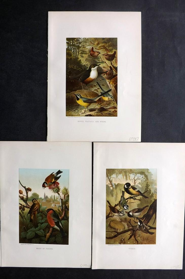 Wood & Prang 1885 Lot of 3 Bird Prints (1 of 2)