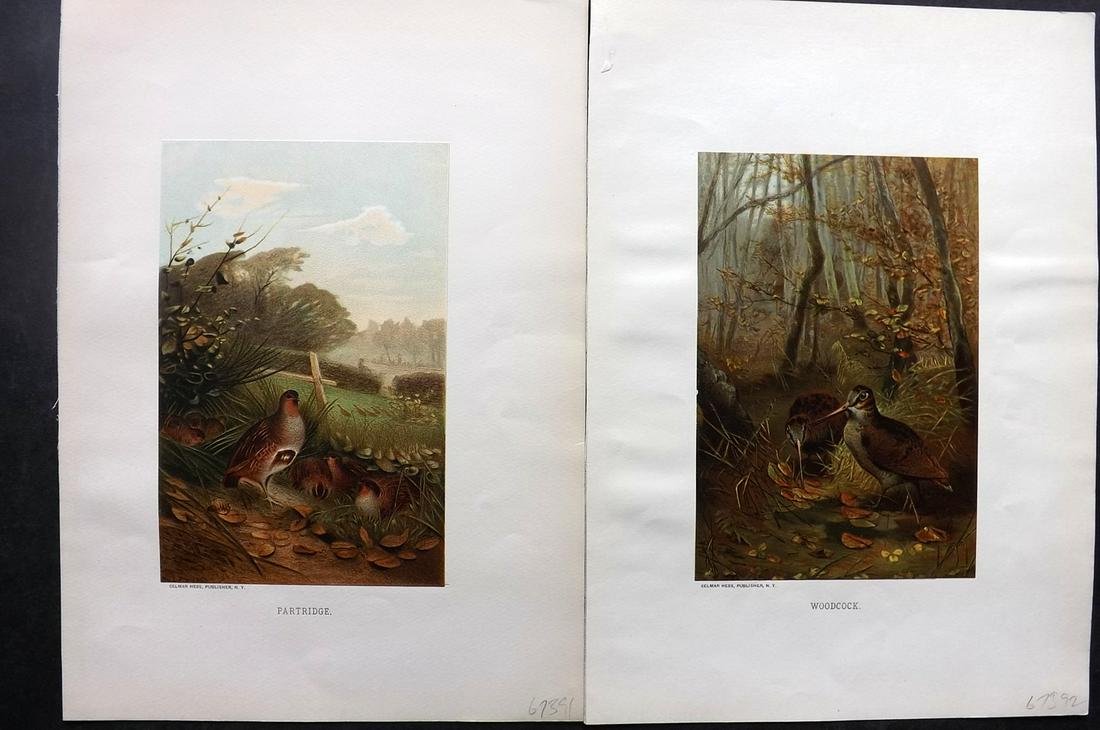 Wood & Prang 1885 Pair of Bird Prints (1 of 2)