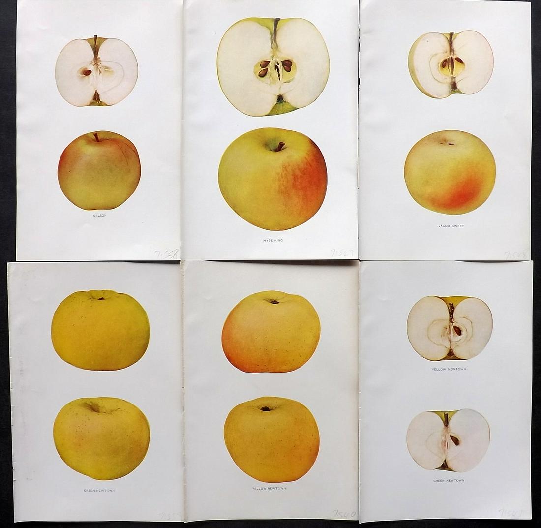 Beach, S A. 1905 Lot 6 Fruit Prints. Apples of New York: Halftone Published 1905, Albany for "The Apples of New York" by S. A. Beach, N. O. Booth and O. M. Taylor. Paper Size: 9 x 6 inch (23 x 15cm) Good Condition