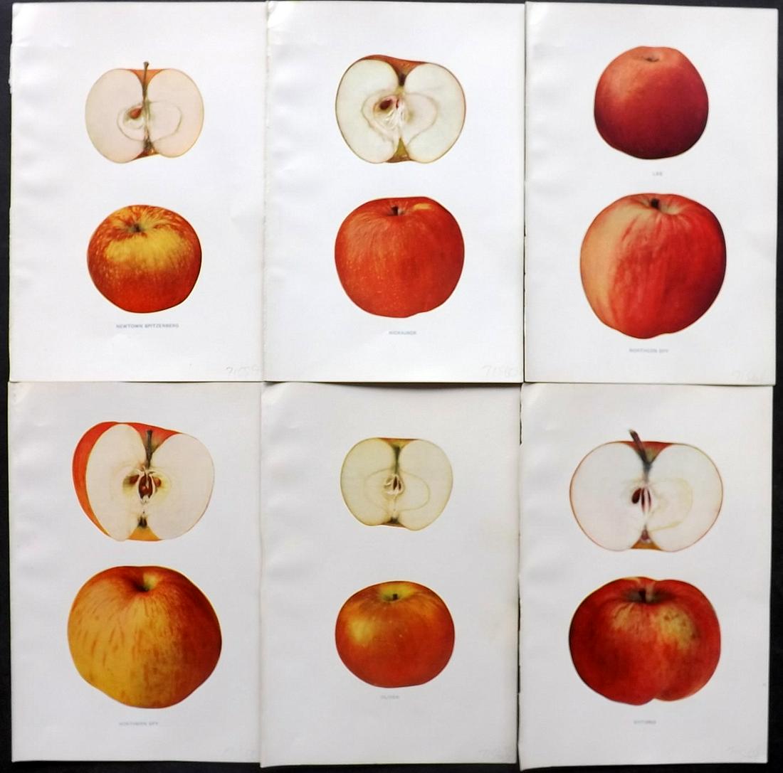 Beach, S A. 1905 Lot 6 Fruit Prints. Apples of New York (1 of 2)