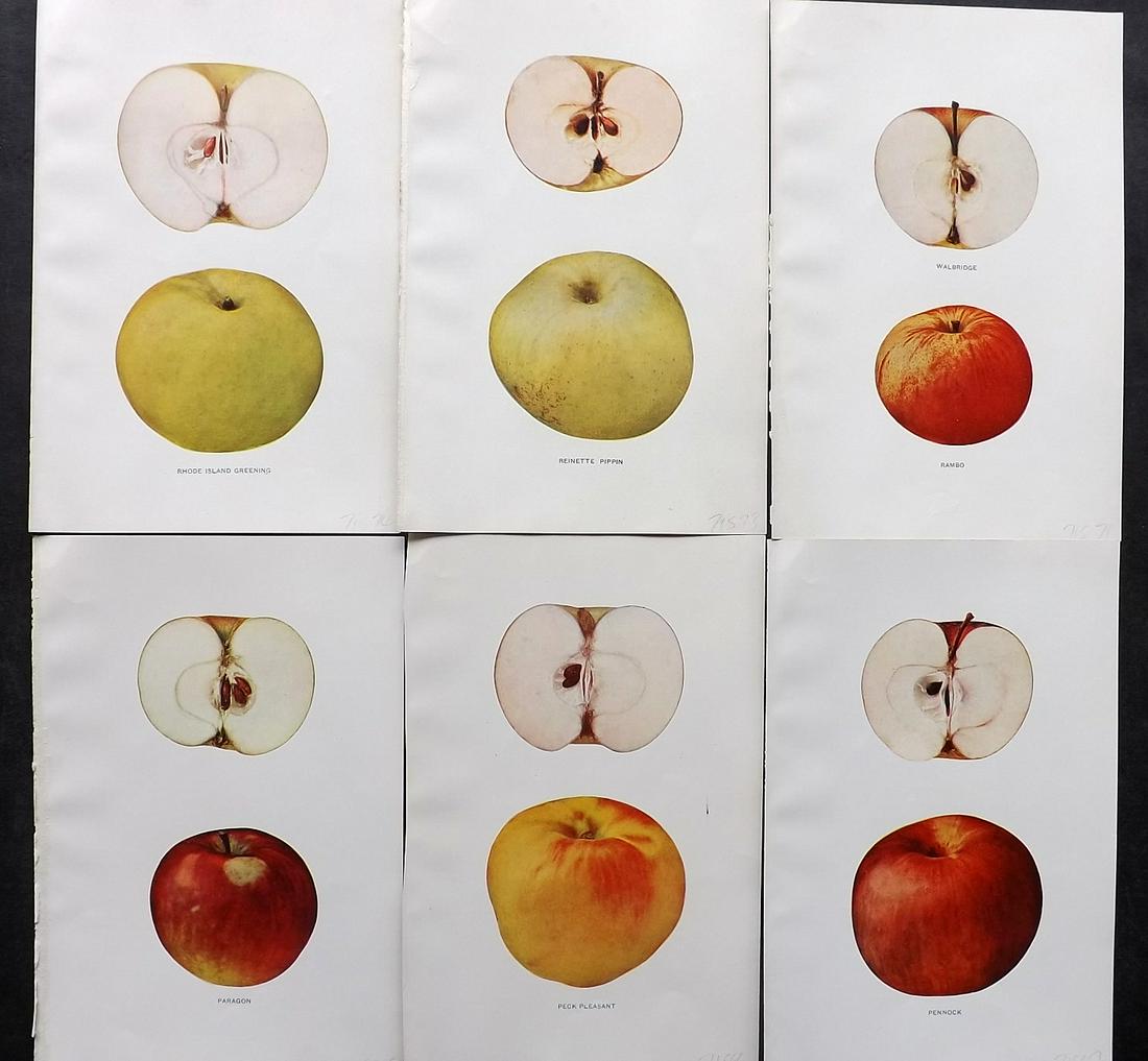 Beach, S A. 1905 Lot 6 Fruit Prints. Apples of New York: Halftone Published 1905, Albany for "The Apples of New York" by S. A. Beach, N. O. Booth and O. M. Taylor. Paper Size: 9 x 6 inch (23 x 15cm) Good Condition