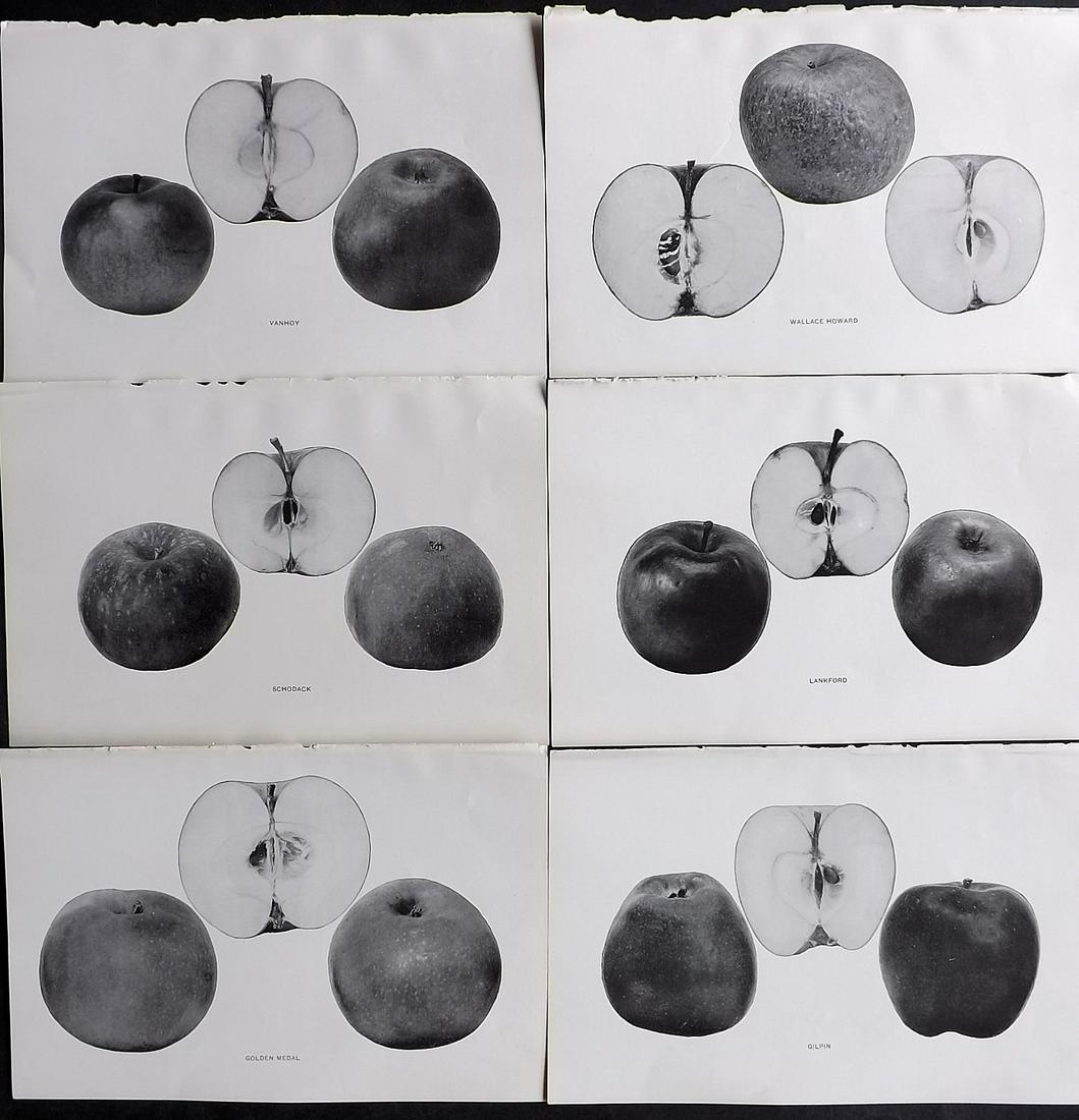Beach, S A. 1905 Lot 6 Fruit Prints. Apples of New York: Halftone Published 1905, Albany for "The Apples of New York" by S. A. Beach, N. O. Booth and O. M. Taylor. Paper Size: 9 x 6 inch (23 x 15cm) Good Condition