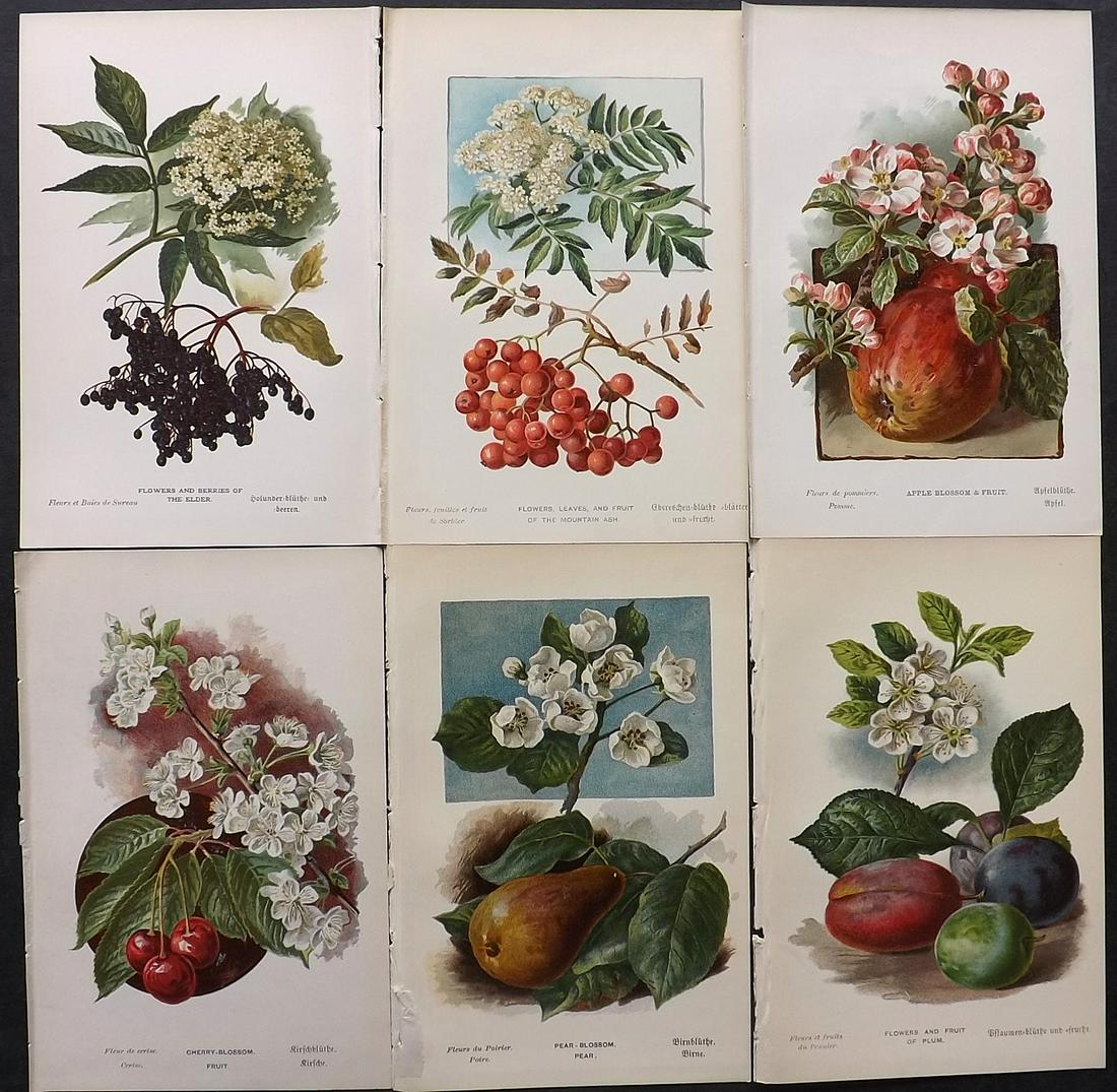 Boulger, George 1888 Lot of 6 Fruit Prints. 1st Ed. (1 of 2)