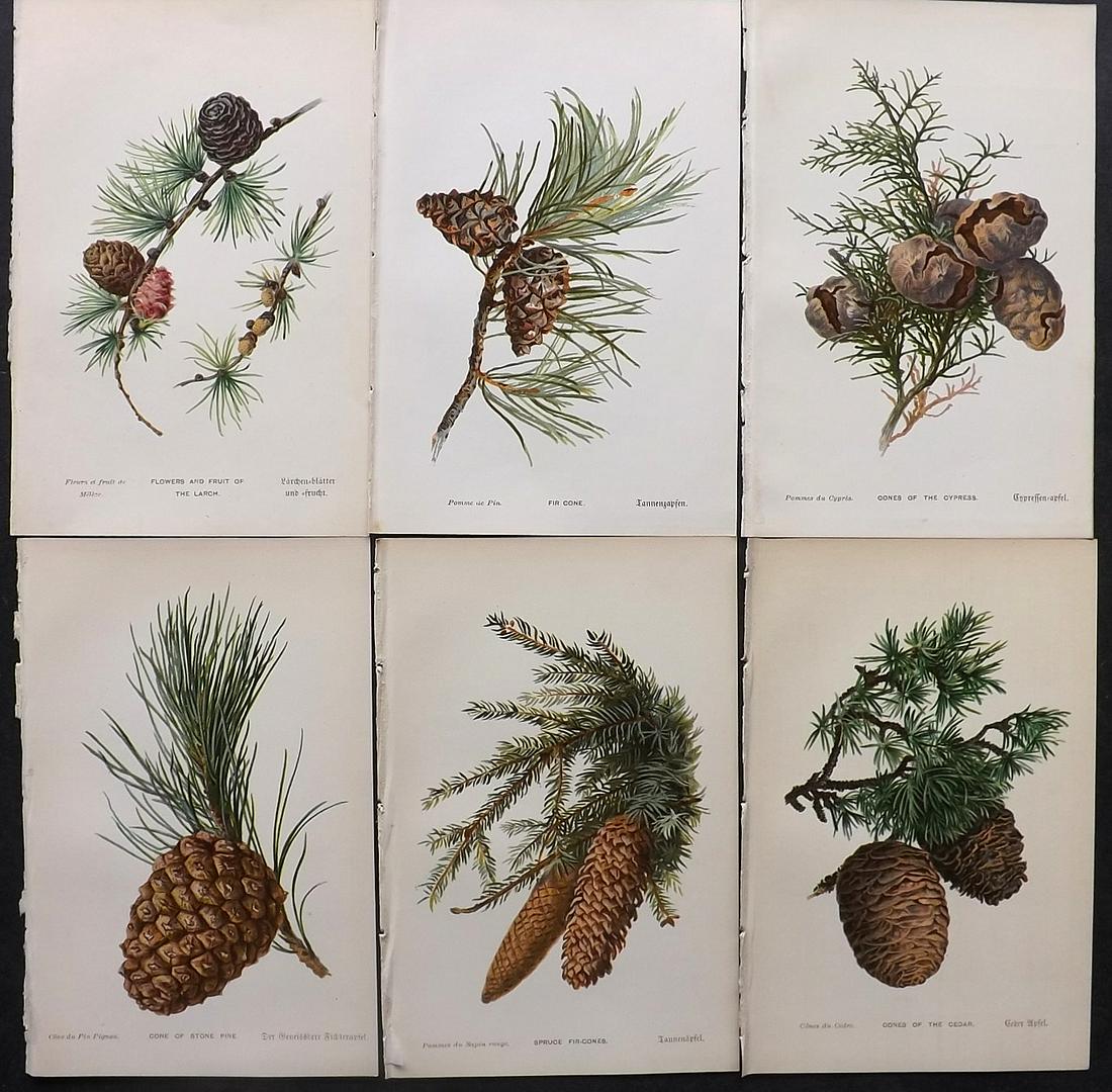 Boulger, George 1888 Lot of 6 Pine Cone Prints. 1st Ed. (1 of 2)