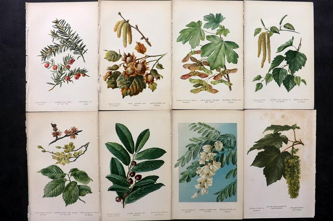 Boulger, George 1888 Lot of 8 Botanical Prints. 1st Ed. (1 of 2)
