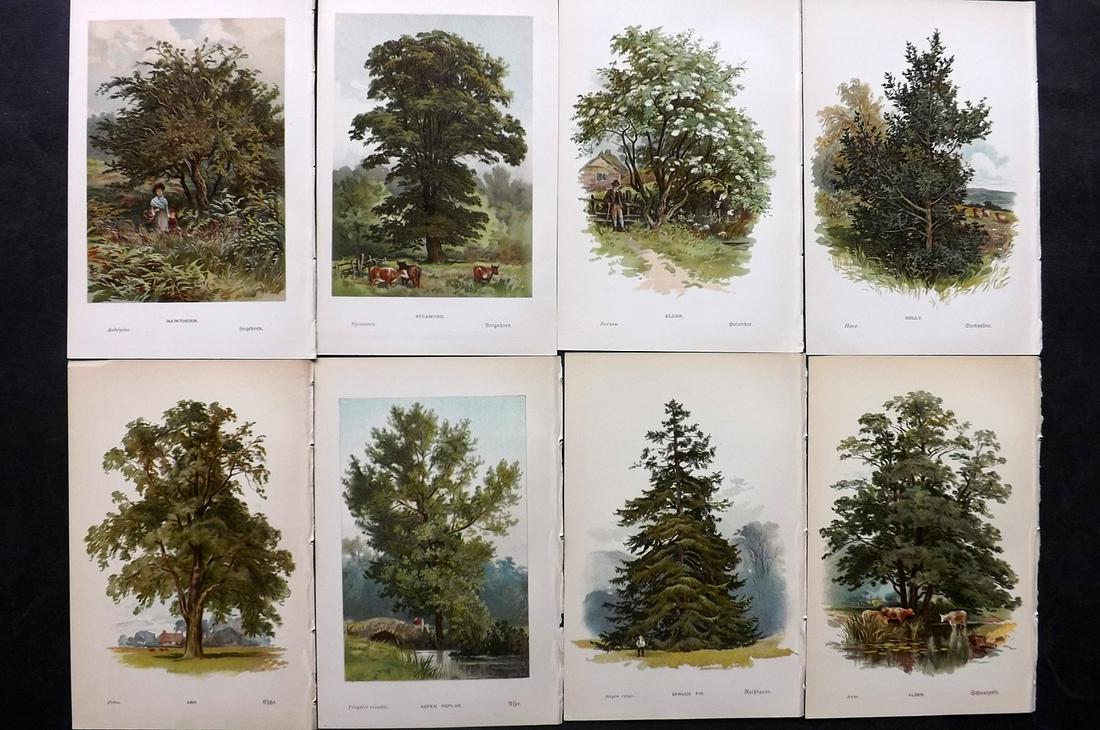 Boulger, George 1888 Lot of 8 Tree Prints. 1st Ed. (1 of 2)