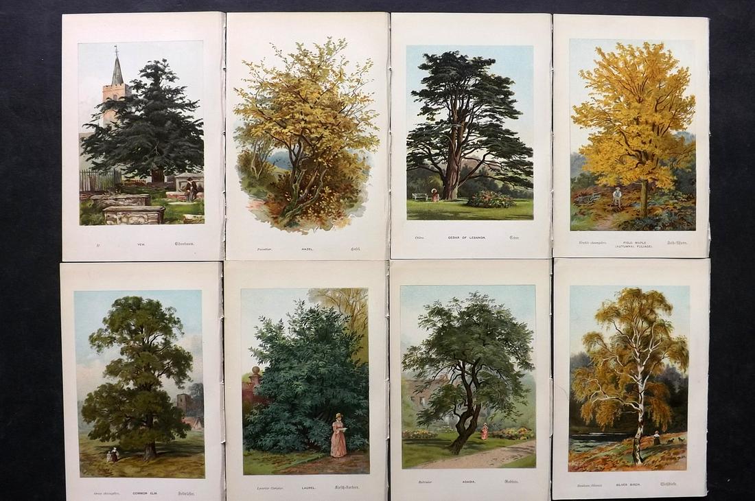 Boulger, George 1888 Lot of 8 Tree Prints. 1st Ed. (1 of 2)