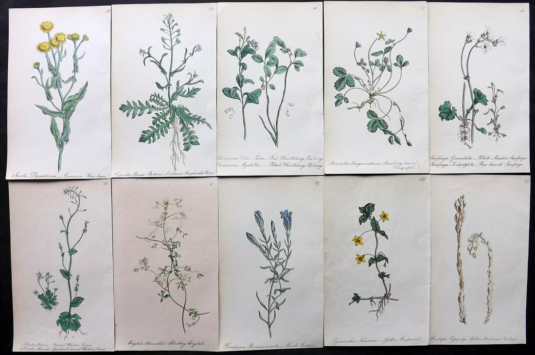 Hogg & Johnson C1870 Lot of 10 HCol Botanical Prints: Hand Coloured Lithographs Published 1863-1880, London for "The Wild Flowers of Great Britain" by Robert Hogg & George W. Johnson. Paper Size: 8.5 x 5 inch (22 x 14cm) Good Condition