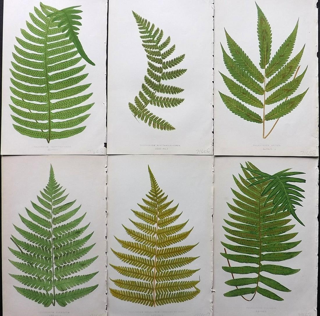 Lowe, Edward 1862 Lot of 6 Antique Fern Prints: Woodblocks Published 1861-64 by Groombridge and Sons, London for "Ferns: British and Exotic" by Edward Lowe. Illustrated by A.F. Lydon. Printed by Benjamin Fawcett. Paper Size: 9.5 x 6 inch (24 x 15cm