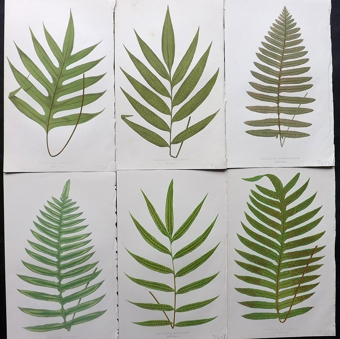 Lowe, Edward 1862 Lot of 6 Antique Fern Prints: Woodblocks Published 1861-64 by Groombridge and Sons, London for "Ferns: British and Exotic" by Edward Lowe. Illustrated by A.F. Lydon. Printed by Benjamin Fawcett. Paper Size: 9.5 x 6 inch (24 x 15cm