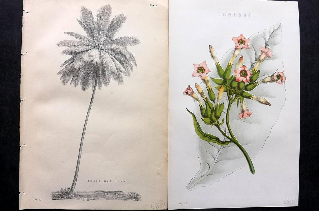 Nat. Ency. 1891 Pair of Botanical Prints. Tobacco, Palm (1 of 2)