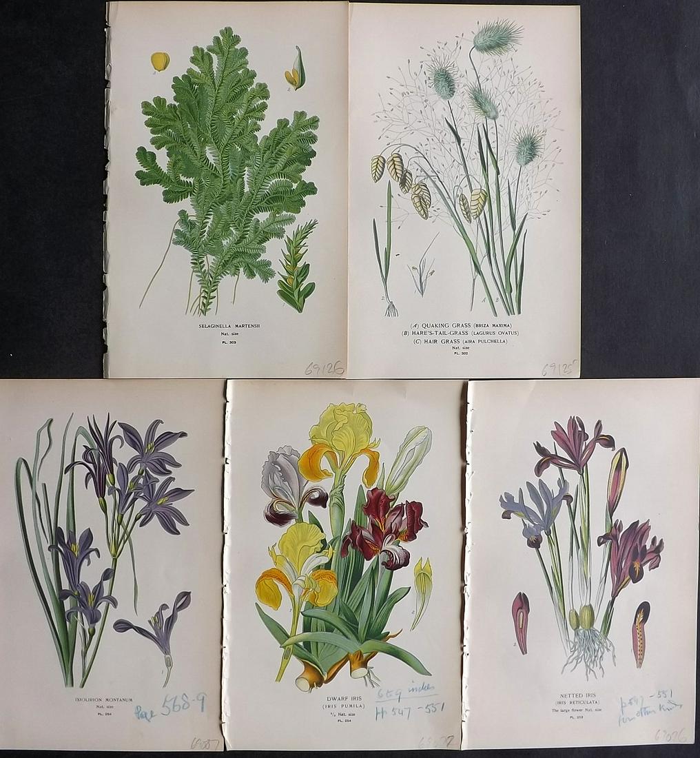 Step, Edward 1897 Lot of 5 Botanical Prints: Chromolithographs Published 1896-97 by Frederick Warne & Co., London for "Favourite Flowers of Garden and Greenhouse" by Edward Step and William Watson. Paper Size: 9.5 x 6 inch (24 x 15cm) 3 Prints w