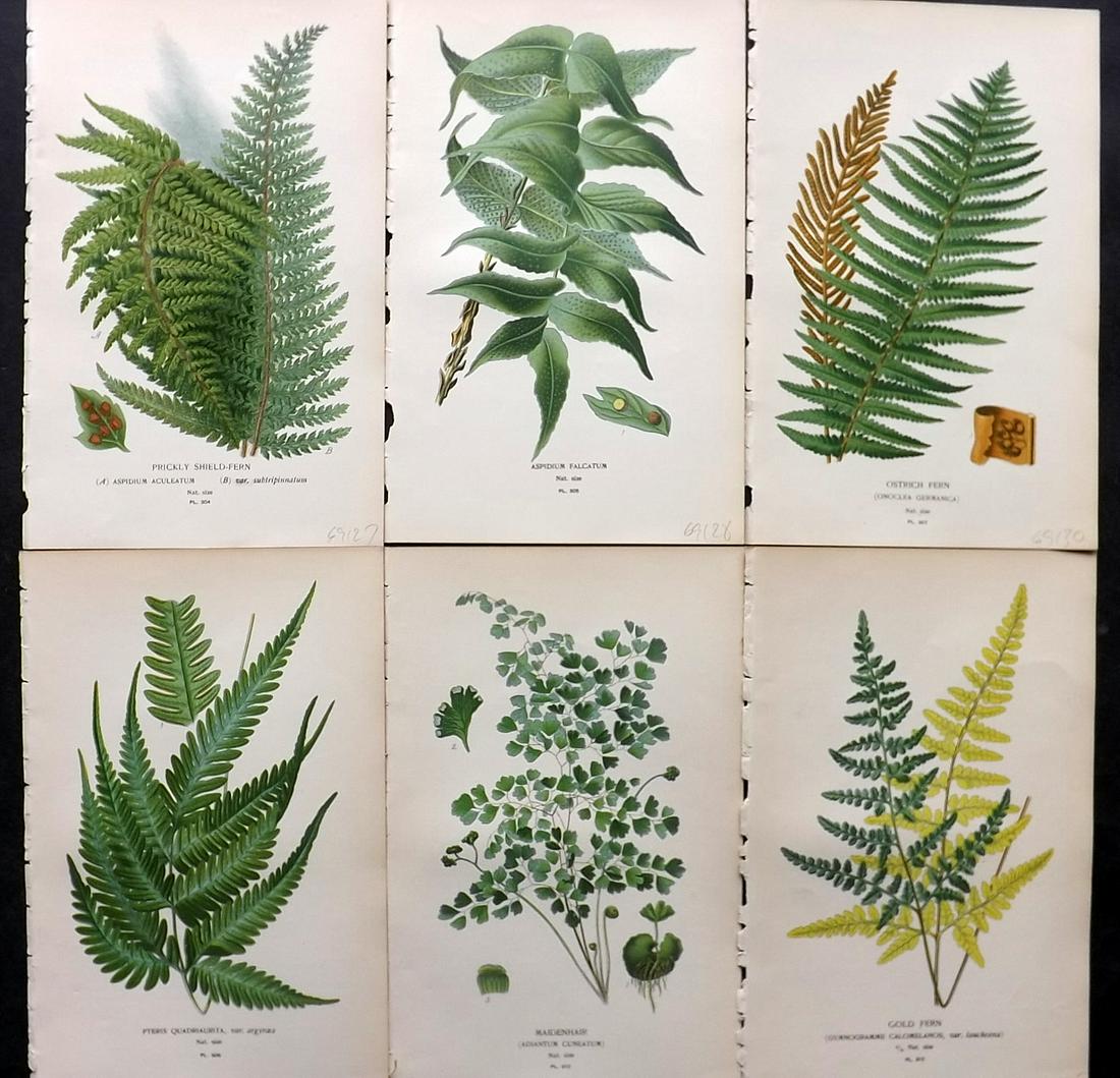 Step, Edward 1897 Lot of 6 Botanical Prints: Chromolithographs Published 1896-97 by Frederick Warne & Co., London for "Favourite Flowers of Garden and Greenhouse" by Edward Step and William Watson. Paper Size: 9.5 x 6 inch (24 x 15cm) Good Condi
