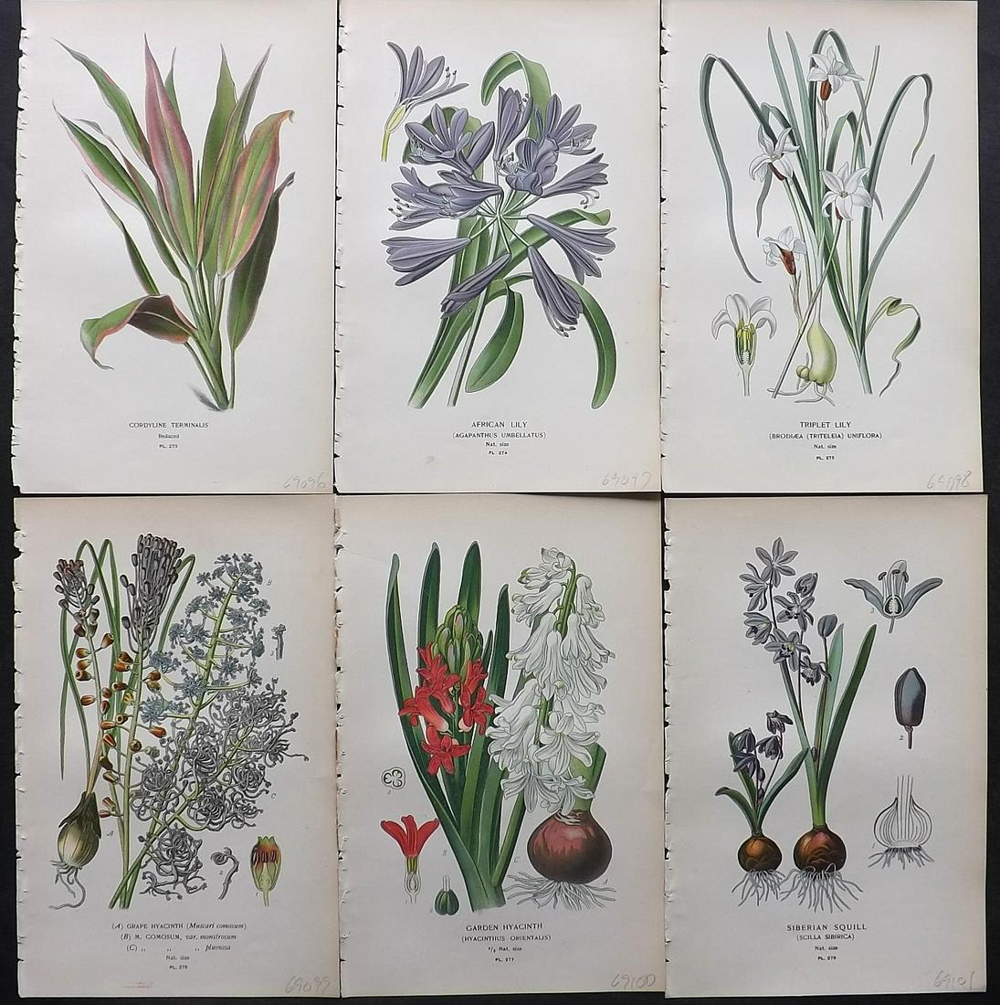 Step, Edward 1897 Lot of 6 Botanical Prints: Chromolithographs Published 1896-97 by Frederick Warne & Co., London for "Favourite Flowers of Garden and Greenhouse" by Edward Step and William Watson. Paper Size: 9.5 x 6 inch (24 x 15cm) Good Condi