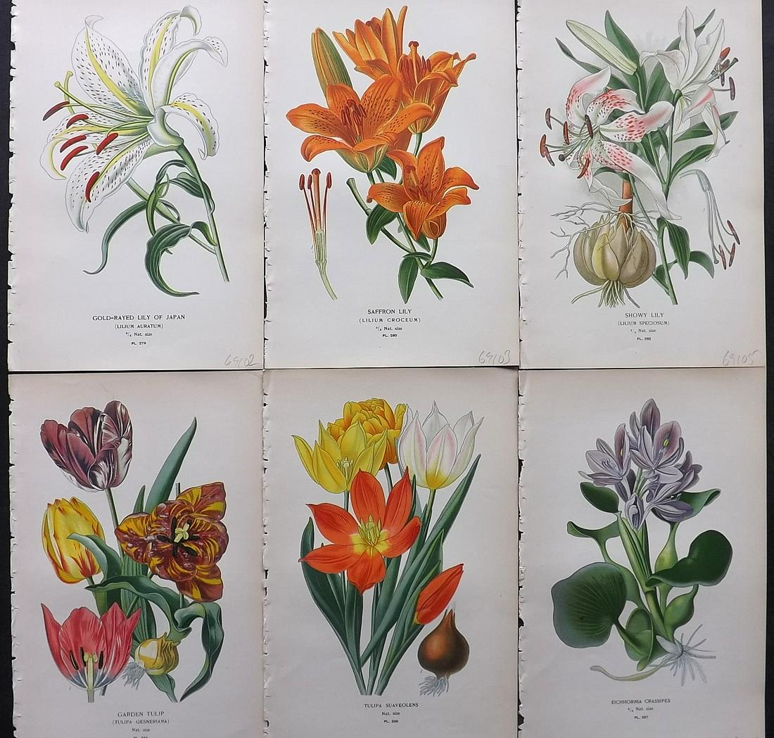 Step, Edward 1897 Lot of 6 Botanical Prints: Chromolithographs Published 1896-97 by Frederick Warne & Co., London for "Favourite Flowers of Garden and Greenhouse" by Edward Step and William Watson. Paper Size: 9.5 x 6 inch (24 x 15cm) Good Condi
