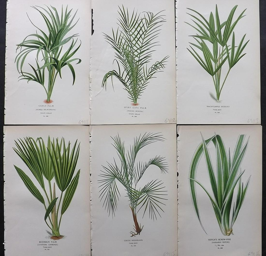 Step, Edward 1897 Lot of 6 Botanical Prints: Chromolithographs Published 1896-97 by Frederick Warne & Co., London for "Favourite Flowers of Garden and Greenhouse" by Edward Step and William Watson. Paper Size: 9.5 x 6 inch (24 x 15cm) Good Condi