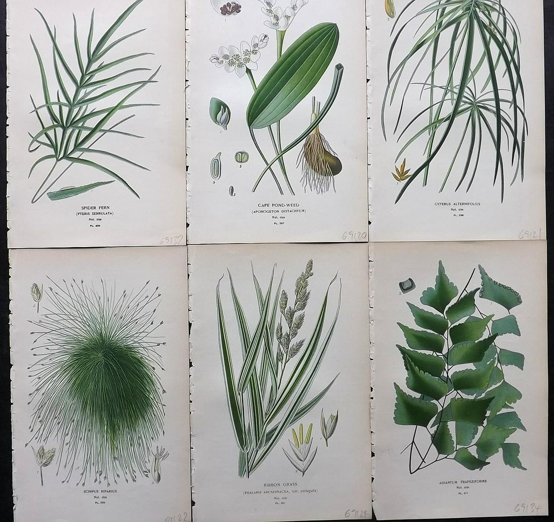 Step, Edward 1897 Lot of 6 Botanical Prints. Ferns: Chromolithographs Published 1896-97 by Frederick Warne & Co., London for "Favourite Flowers of Garden and Greenhouse" by Edward Step and William Watson. Paper Size: 9.5 x 6 inch (24 x 15cm) Good Condi