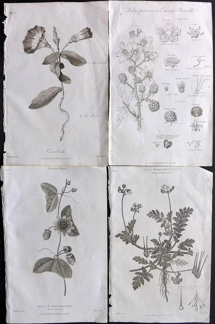 Thornton, Robert 1812 Lot of 4 Botanical Prints: Copper Plates Published 1812, London for "Elements of Botany" by Dr. Robert John Thonton. Paper Size: 9.5. x 6 inch (24 x 15cm) Good Condition