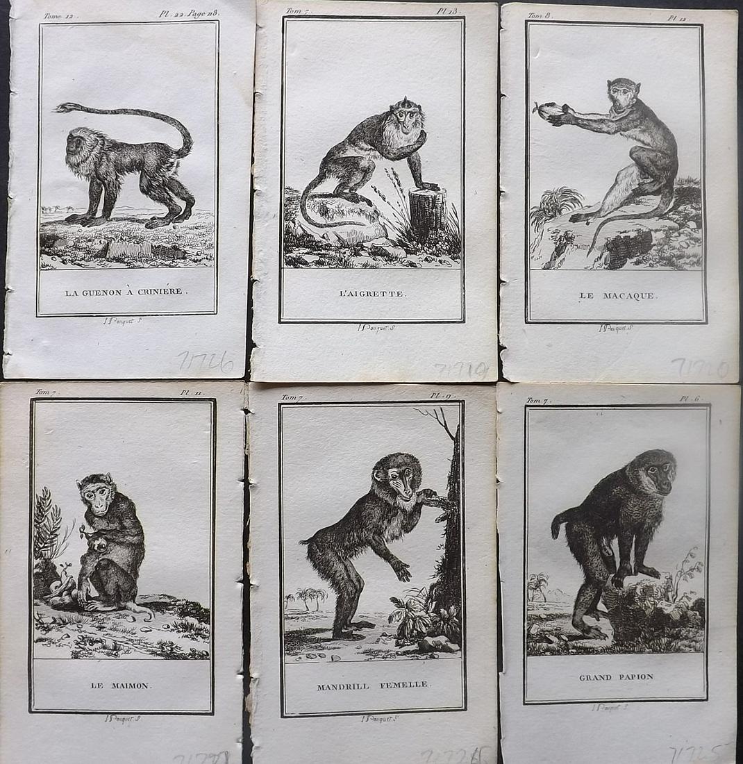 Buffon, Comte de 1799 Lot of 6 Monkey Prints: Copper Plate Published 1799, Paris for "Histoire Naturelle, par Buffon" by the Comte de Buffon. Paper Size: 5 x 3 inch (13 x 8cm) Good Condition