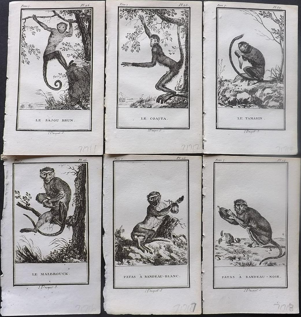 Buffon, Comte de 1799 Lot of 6 Monkey Prints: Copper Plate Published 1799, Paris for "Histoire Naturelle, par Buffon" by the Comte de Buffon. Paper Size: 5 x 3 inch (13 x 8cm) Good Condition