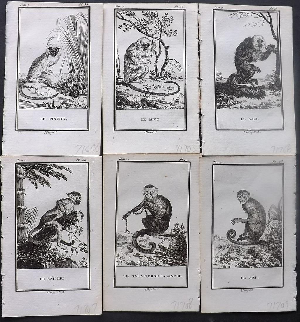 Buffon, Comte de 1799 Lot of 6 Monkey Prints (1 of 2)