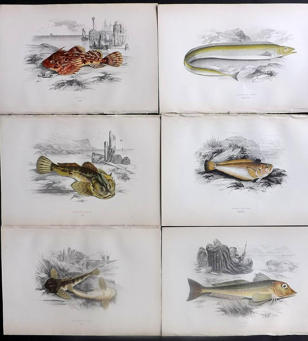 Couch, Jonathan 1878 Lot of 6 Antique Fish Prints: Color Printed Woodblocks Published 1877-78, London for "A History of the Fishes of the British Islands" by Jonathan Couch. Paper Size: 9.5 x 7 inch (25 x 17cm) Good Condition overall