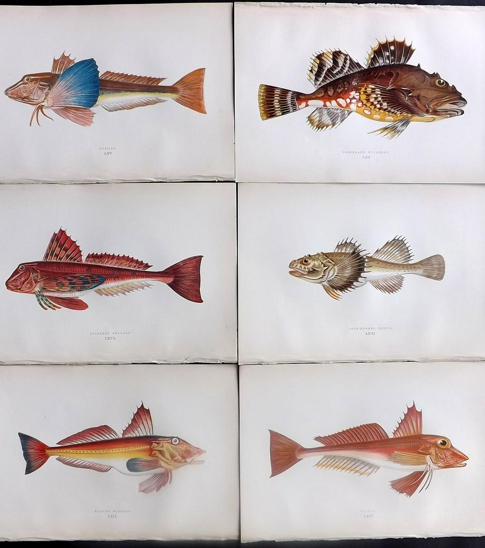 Couch, Jonathan 1878 Lot of 6 Antique Fish Prints (1 of 2)