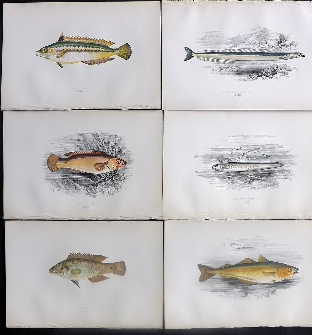 Couch, Jonathan 1878 Lot of 6 Antique Fish Prints: Color Printed Woodblocks Published 1877-78, London for "A History of the Fishes of the British Islands" by Jonathan Couch. Paper Size: 9.5 x 7 inch (25 x 17cm) Good Condition overall
