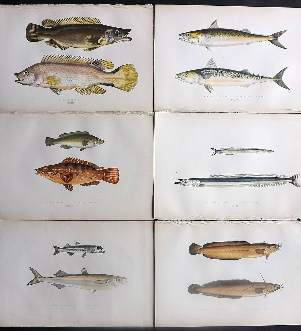 Couch, Jonathan 1878 Lot of 6 Antique Fish Prints: Color Printed Woodblocks Published 1877-78, London for "A History of the Fishes of the British Islands" by Jonathan Couch. Paper Size: 9.5 x 7 inch (25 x 17cm) Good Condition overall