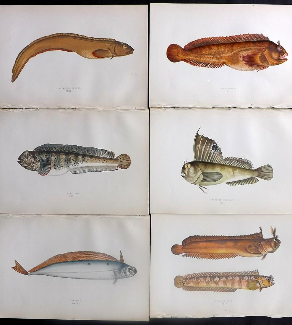 Couch, Jonathan 1878 Lot of 6 Antique Fish Prints: Color Printed Woodblocks Published 1877-78, London for "A History of the Fishes of the British Islands" by Jonathan Couch. Paper Size: 9.5 x 7 inch (25 x 17cm) Good Condition overall